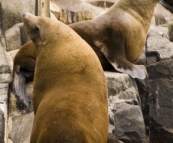 Australian Fur Seals near Tasman Head