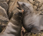 Australian Fur Seals near Tasman Head