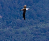 A lone Albatross cruising near Mangana Bluff