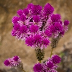 Flowers on the hike to Two View