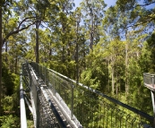 Valley of the Giants Treetop Walk