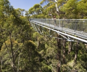 Valley of the Giants Treetop Walk