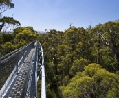 Valley of the Giants Treetop Walk