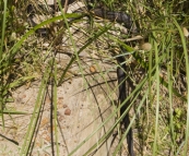 Pseudechis Australis (the Common Brown Snake) that I almost stepped on whilst walking on the path near Elephant Rocks (this is the world\'s second most venomous snake!)