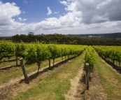 The vineyards at Somerset Hill Wines