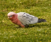 A galah at Ocean Beach