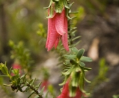 Mountain bells