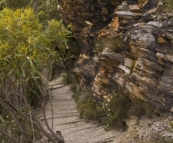 The trail to Bluff Knoll