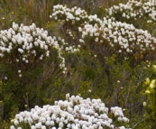 Wildflowers galore on our hike to Bluff Knoll