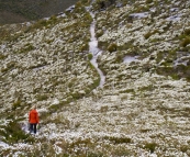 Lisa hiking through some of the wildflowers on the face of Bluff Knoll