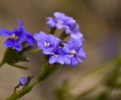 Wildflowers on Bluff Knoll