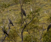 White-Tailed Black Cockatoos in Stirling Range National Park