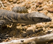 A goanna in Stirling Range National Park