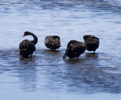 Black Swans in Princess Royal Harbour near Albany