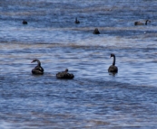 Black Swans in Princess Royal Harbour near Albany