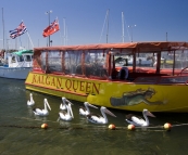 Pelicans in the harbour at Emu Point east of Albany