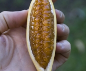 Banana passionfruit