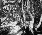 Paperbark trees lining Saint Mary's Inlet