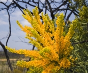 Wildflowers in Fitzgerald River National Park