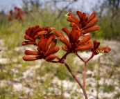 Kangaroo Paw in Fitzgerald River National Park