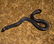 A big Yellow-Bellied Black Snake on the side of the road near Munglinup