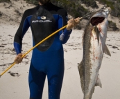 Sam with the mother of all Morwongs at Munglinup Reef