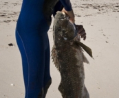 Sam with the mother of all Morwongs at Munglinup Reef