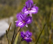 Cape Le Grand Naitonal Park wildflowers