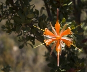 Cape Le Grand Naitonal Park wildflowers