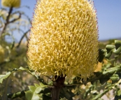 Cape Le Grand Naitonal Park wildflowers