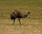 One of the many Emus in Cape Le Grand Naitonal Park