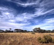 Big skies above the Mallee scrub on the Nullarbor Plain