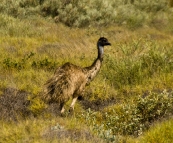An emu on the outskirts of Exmouth