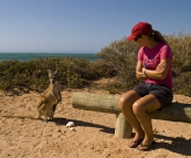 Lisa with an inquisitive mother and joey Wallaroo at our campsite at Osprey Bay