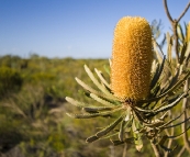 Wildflowers in Kalbarri National Park