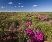 Wildflowers in Kalbarri National Park