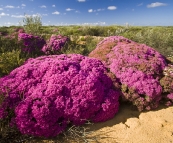 Wildflowers in Kalbarri National Park