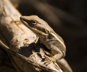 Kalbarri National Park