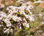 Wildflowers in Kalbarri National Park