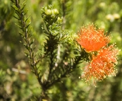 Wildflowers in Kalbarri National Park