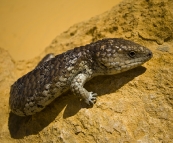 A Shingleback Lizard in The Pinnacles Desert in Nambung National Park