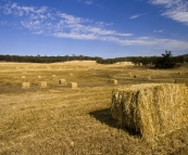 Hay bales on the drive south of New Norcia