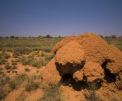 Back to the land of giant termite mounds...