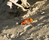 Colorful mud crabs in Cootenbrand Creek at Cape Keraudren