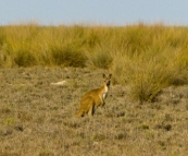 A kangaroo at Cape Keraudren