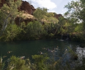 Swimming in Fern Pool in Dales Gorge