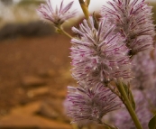 Pilbara wildflowers on the hike into Knox Gorge