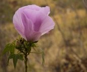 Pilbara wildflowers on the hike into Knox Gorge