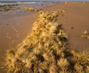 Thistles on Sunset Beach in Onslow