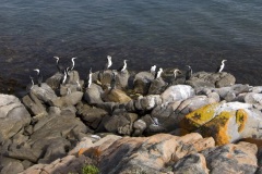 The South Australian Coast